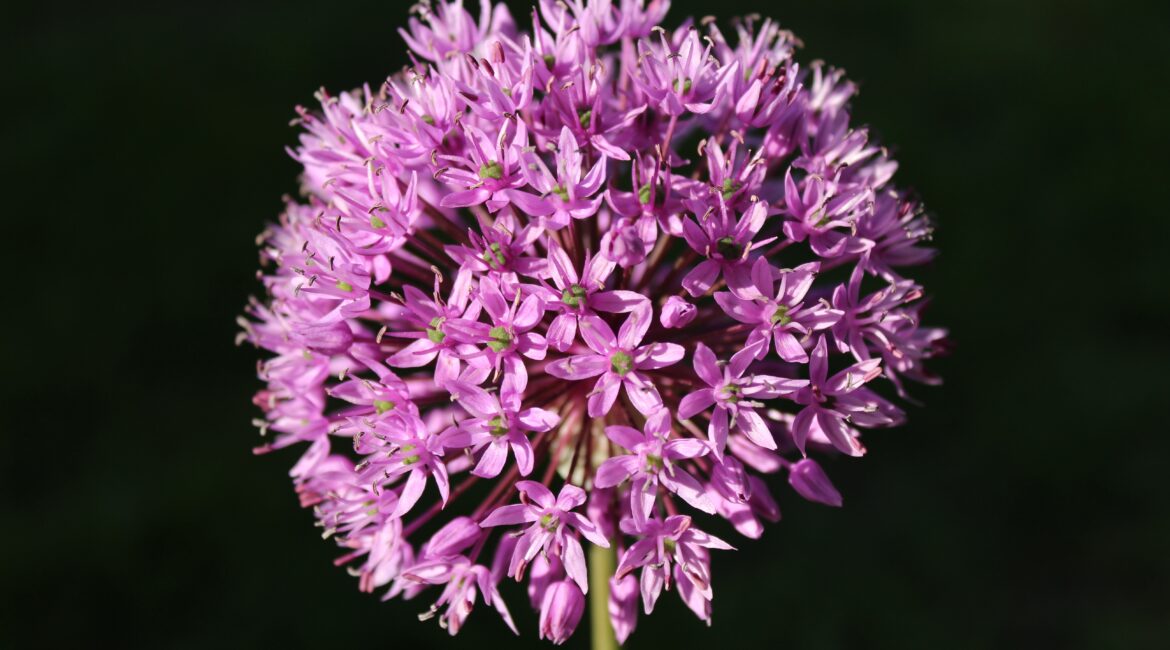 Freepik Imagem Valeriana officinalis