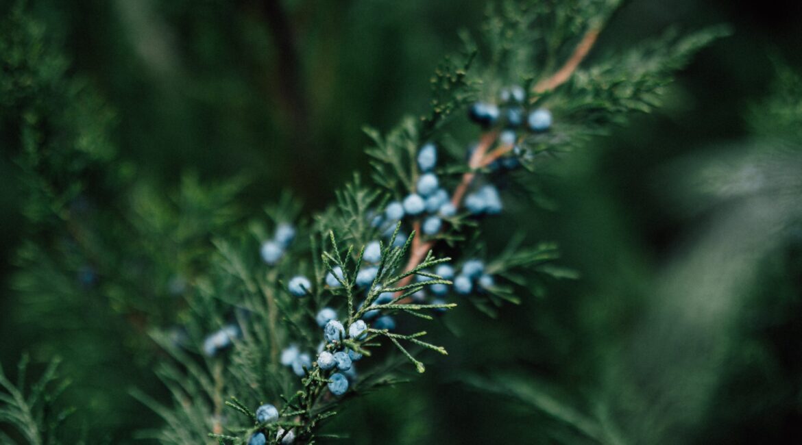 Pexels Imagem galho de zimbro com frutos