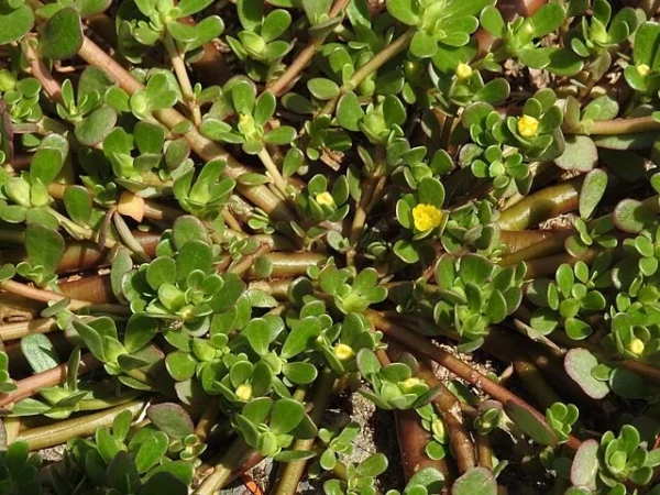 Imagem :https://www.hobbytuinpuurnatuur.nl/product/10313640/zomerpostelein-geel-portulaca-oleracea-500-zaden