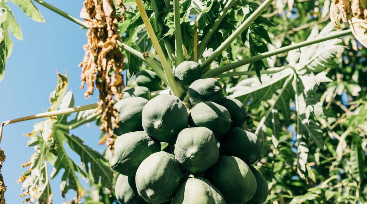 Pexels Imagem pé de Carica papaya (mamão)