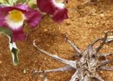 Imagem planta garra-do-diabo cientificamente conhecida como Harpagophytum procumbens