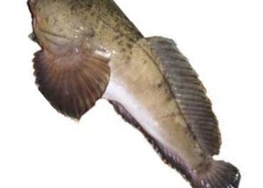 Imagem do Peixe Niquim