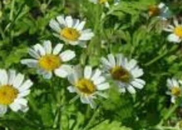 Imagem do pé de olguinha (Tanacetum parthenium).