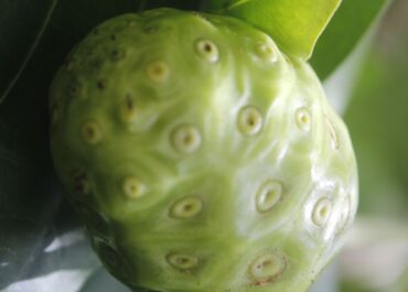 Imagem o fruto noni.