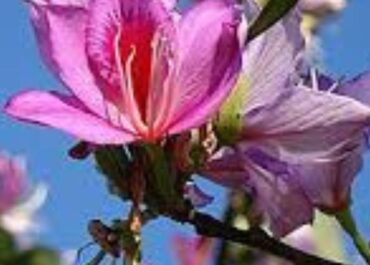 Imagem do pé de Bauhinia variegata (pé-de-vaca).