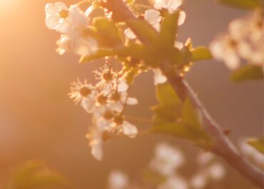 Imagem flores na primavera.