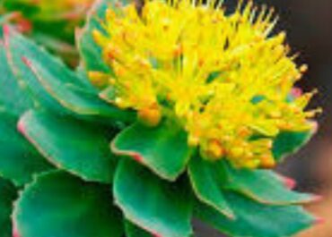 Imagem da planta Rhodiola rosea.