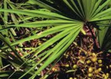 Imagem do saw palmetto, ou serenoa repens.