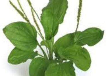 Imagem da planta transagem.