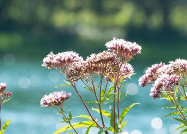 Imagem do pé de Valeriana