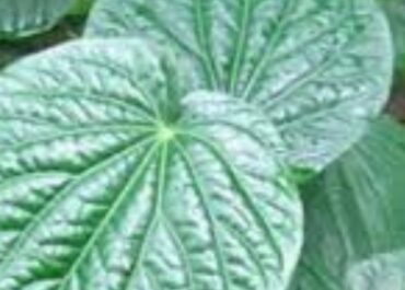 Imagem planta kava-kava.