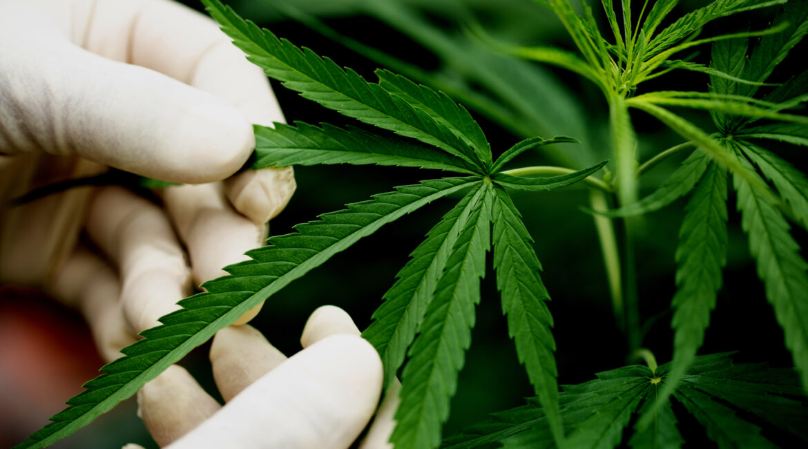 Freepik Imagem benefícios da cannabis