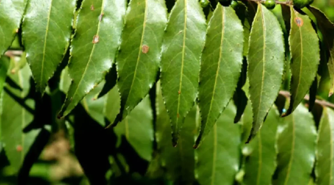 Imagem benefícios da guaçatonga (site: https://www.gruporochasaude.com/cha-de-guacatonga-casearia-sylvestris-po-100g/?srsltid=AfmBOopTVFhXhRW9dQFu-M59tvcGXCtSItFCiyOybaNp61f_ZrBpW9Sa )