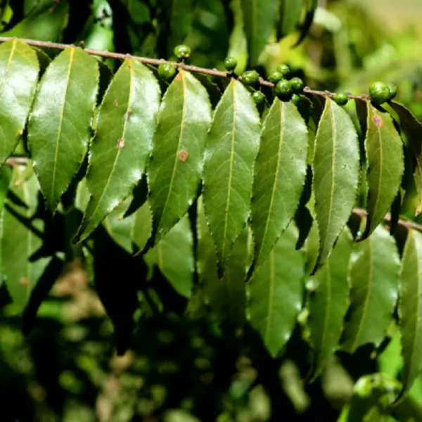 Imagem benefícios da guaçatonga (site: https://www.gruporochasaude.com/cha-de-guacatonga-casearia-sylvestris-po-100g/?srsltid=AfmBOopTVFhXhRW9dQFu-M59tvcGXCtSItFCiyOybaNp61f_ZrBpW9Sa )
